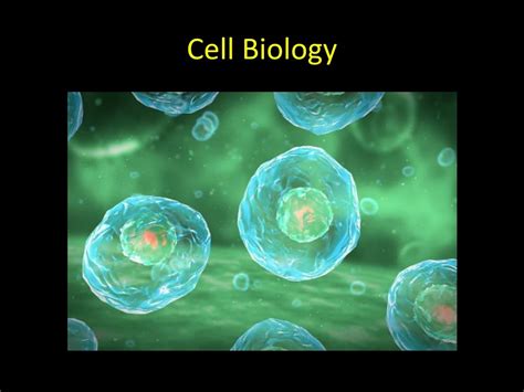 Ppt Cell Biology Powerpoint Presentation Free Download Id8997203
