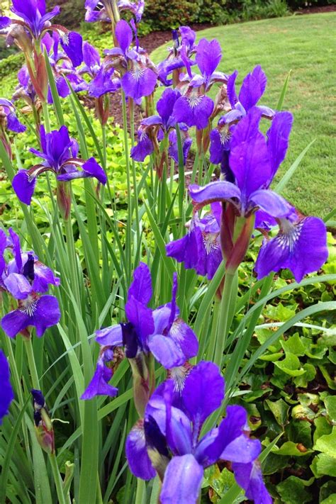 Shop & save on our perennial flower plants today! Iris... | Purple garden, Full sun perennials, Perennial garden