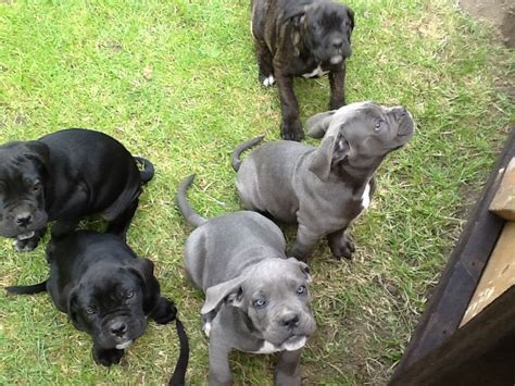 The corso's lineage goes back to ancient roman times, and the breed's name roughly translates from the latin as bodyguard dog. Cane Corso Puppies For Sale | Sheffield, South Yorkshire ...