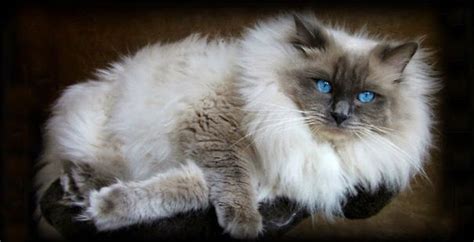 He needs the security of small places. 20+ Of The Fluffiest Cats In The World | Bored Panda