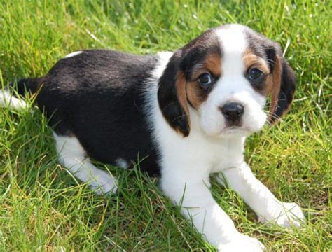 Beaglier Beagle X Cavalier King Charles Spaniel Mix