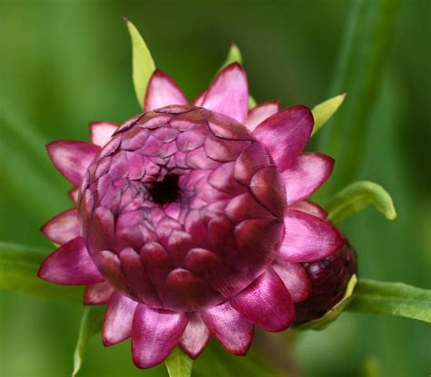 Xerochrysum Bracteatum Strawflower Evighetsblomst Flickr