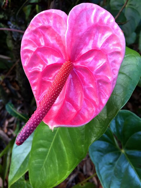 Planting A Garden With Pink Tropical Flowers Hubpages