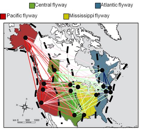 Movement Of Avian Influenza Virus Among Bird Migration Routes In North