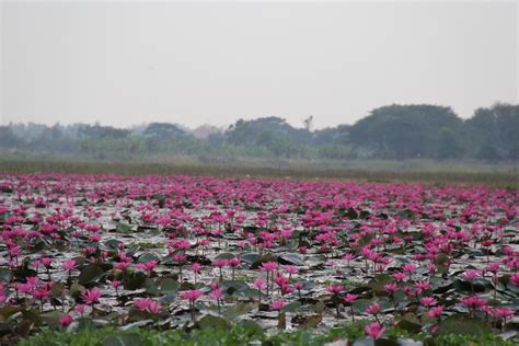 Tourists Flock To Red Lotus Lake In Nong Khai