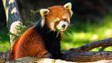 Facts about animal & wildlife creatures on planet earth