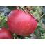 Red Devil Apple  Botanicaplantnurserycouk
