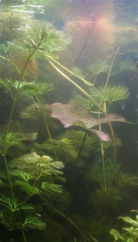 Seen Here Are Submerged Leaves They Have Overcome Their Stress Of