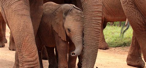A Mothers Love The Bond Between Elephant Mothers And Her Young