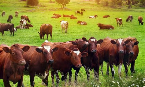 Starting Beef Cattle Farming Business Plan Pdf Startupbiz Global