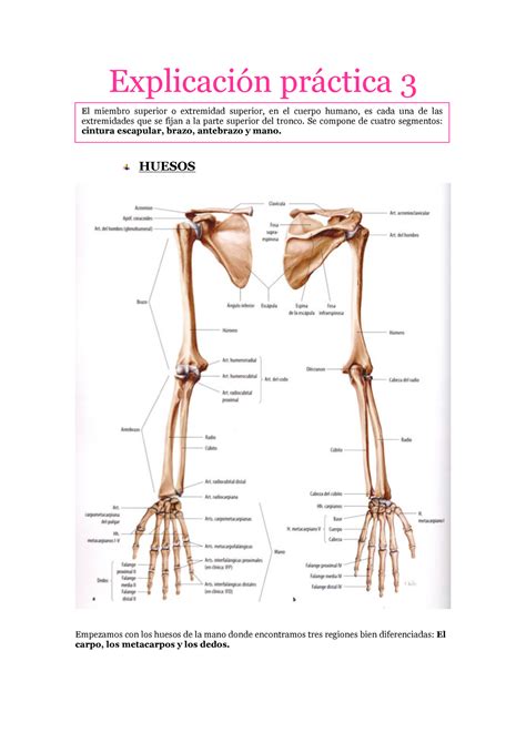 Tema Miembro superior Explicación práctica HUESOS Empezamos con los huesos de la mano