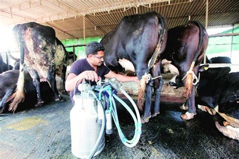 Private Sector Innovations In Indian Dairy Sector Indiadairy