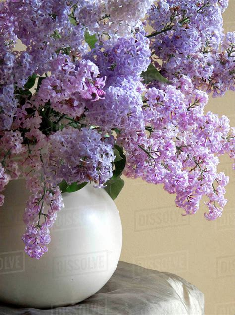 Lilac Flowers In Vase Stock Photo Dissolve