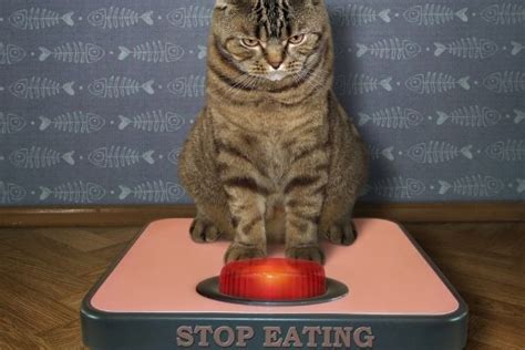 Weight Loss Tips for Dogs and Cats | Atlantic Vet Seattle