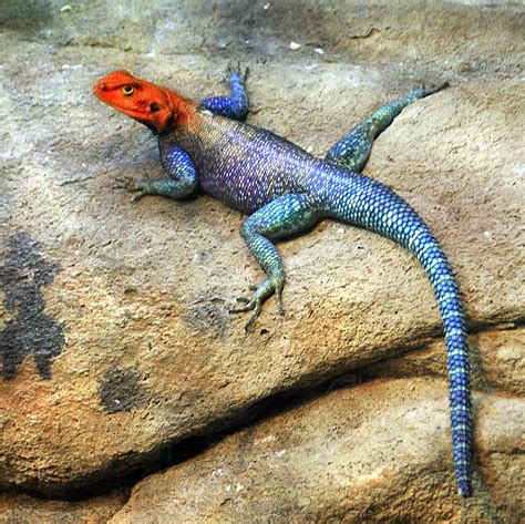 An Agama Lizard Surprises Us Smithsonian Photo Contest Smithsonian