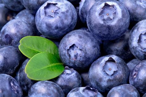Blueberries Background Stock Image Image Of Healthy 46838249