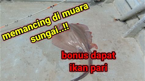 Muara sungai yang masih asri ini ternyata banyak dihuni predator ganas ( casting di muara sungai ) oke temen temen , kali ini. memancing di muara sungai.bonus dapat ikan pari - YouTube