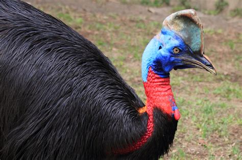 What Is A Cassowary Florida Man Killed By Giant Exotic Bird With