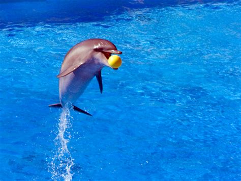 Taste Of The Caribbean A Primer For Eating Dolphin Caribbean St