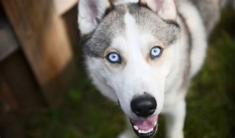 Is A Siberian Husky A Working Dog Breed