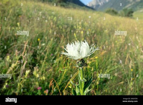 Fisher's cornflower (Centaurea fischeri) on the alpine meadows of the