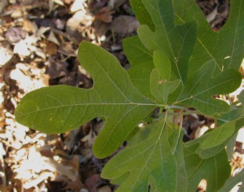 Lauraceae Sassafras Guacamole Cinnamon And Other Tough Spells
