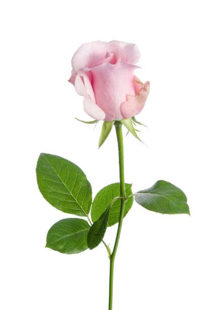 Best Long Stem Rose Stock Photos Pictures And Royalty Free