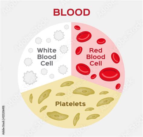 Composition Of Blood Diagram Red And White Blood Cell Vector
