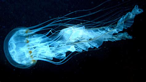Pix For Bioluminescent Sea Animals Sea Animals Sea