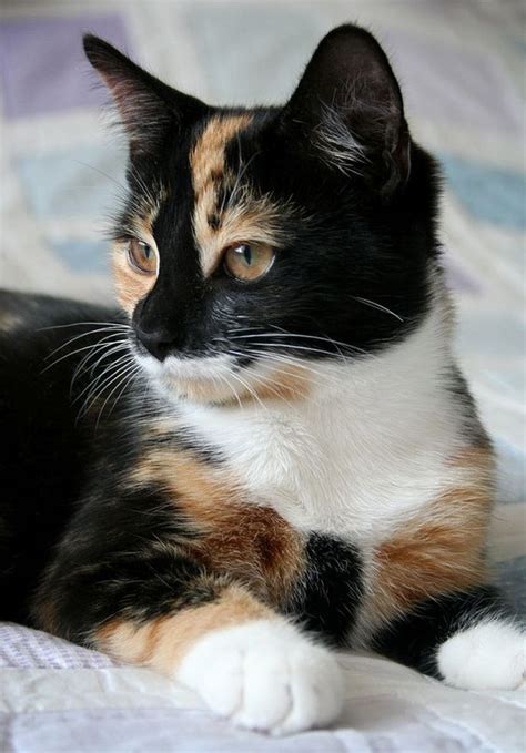 Photograph By Carol Drew On Flickr Calico Cat Kittens