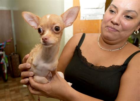 Believe it or not, wheelie ability has safety value. » Chihuahua born with no front legs can now walk thanks to ...