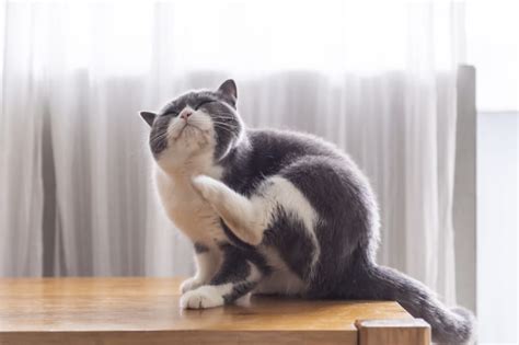 Cat Skin Allergies Symptoms And Treatments Browns Bridge Animal