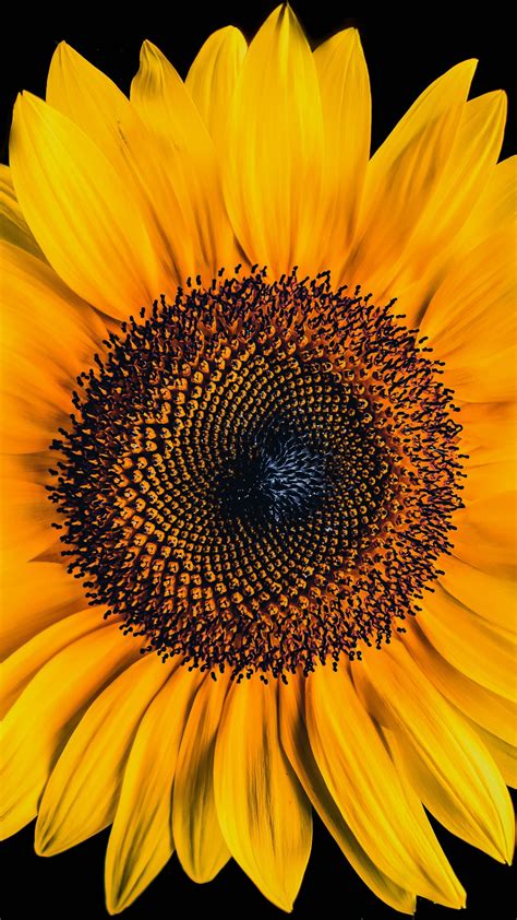 Flower Sunflower Iphone Wallpapers Wallpaper Cave