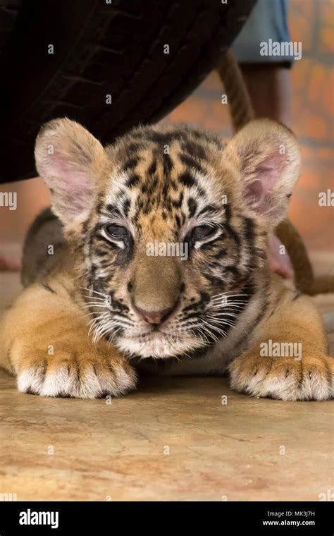 Baby Bengal Tiger Cub Portrait Hi Res Stock Photography And Images Alamy