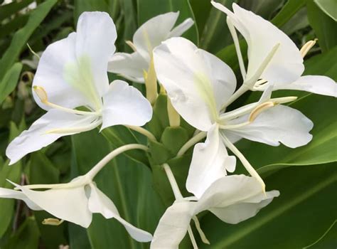 Planting A Garden With All White Tropical Flowers See