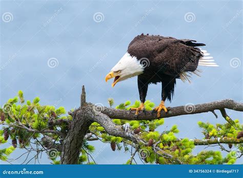 Kahler Eagle Screaming Britisch Columbia Kanada Stockfoto Bild Von