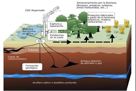 Ciclo Del Carbono Concepto Características Etapas Importancia