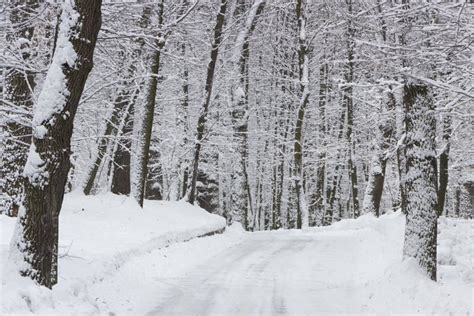 The Road In The Winter Forest And Trees In The Snow On A Cloudy Day