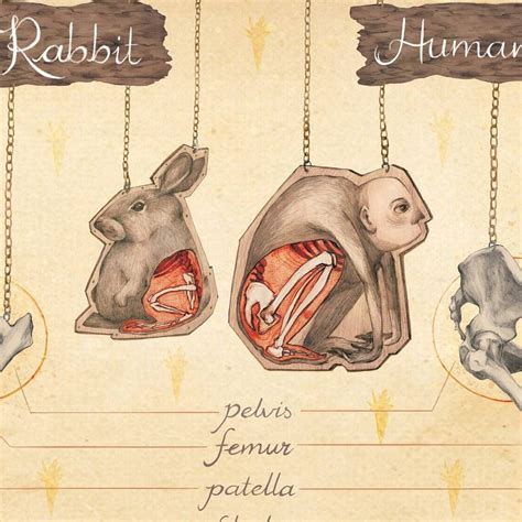 A Anatomical Comparison Between A Rabbit And Human Leg Tv Aerials