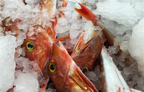 Top Tips For Buying Fresh Fish Seafood Cornwall