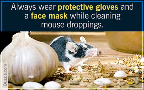 How To Clean Mouse Droppings On Clothing Grantzmezquita 99