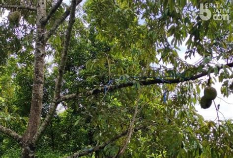 Taman rekreasi sengkaling terletak di jl. Desa Blimbing Kediri Bangun Agrowisata Bukit Duraemont ...