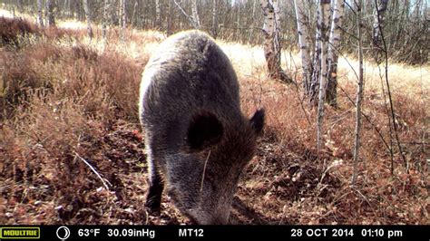 Wild Cam Wildlife Abundant In Chernobyl Exclusion Zone The Wildlife