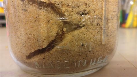 Easy DIY Ant Farm Rule This Roost Ant Farms Ants Easy Diy