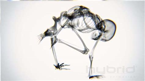 Mozgó Háttérképek Csontváz