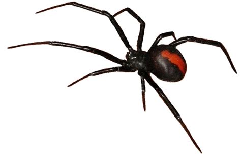Australian Spiders Venomous Redback Spider Poisonous Funnel Web Spider