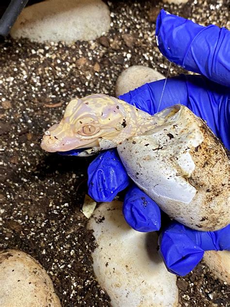 Rare Albino Alligator Babies Hatch At Florida Wildlife Park Its A