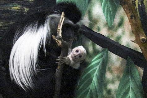 Baby Monkey Born At Lake Superior Zoo Duluth News Tribune News