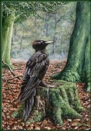 Black Woodpecker Nico Bulder Wildlife Painter