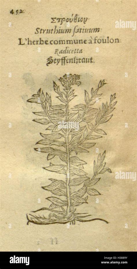 Plantarum Effigies Page 452 Bhl81 Stock Photo Alamy